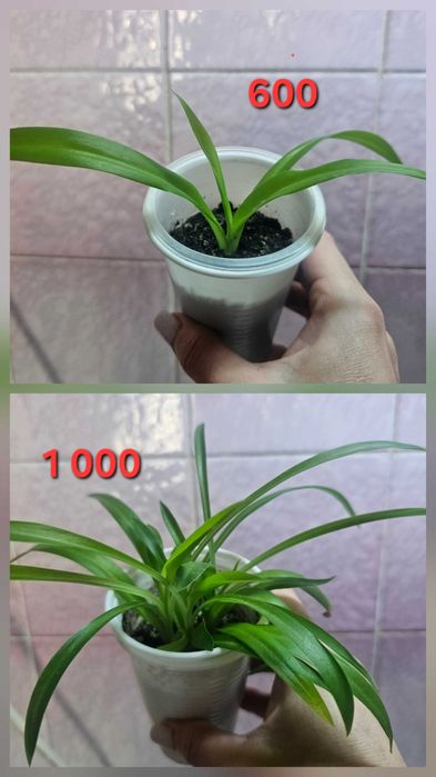 Комнатный цветок недорого