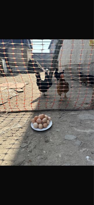 Яйцо для инкубации