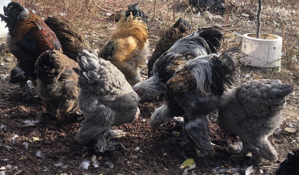 Cocosi brahma herminat inchis si silver