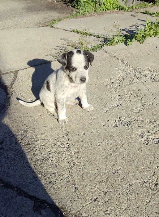 Щенок куртцхаар (девочка)