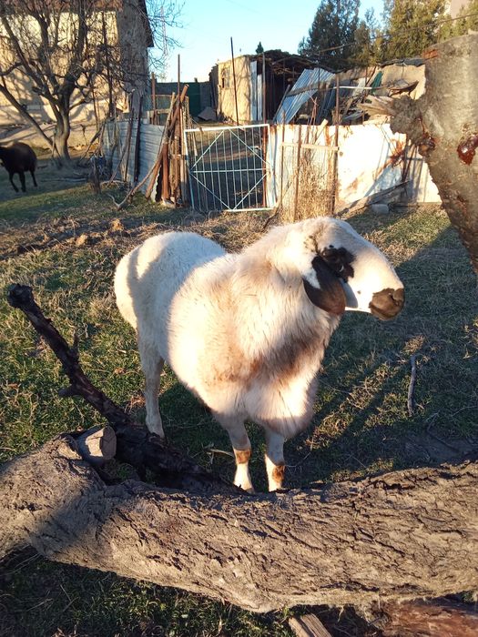 Кучкор Арашан 1.5 ёш