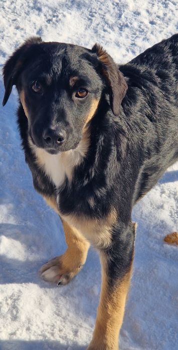 Щенки в поиске дома