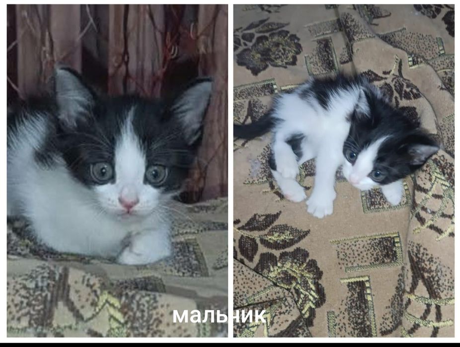 В доброе руки котята