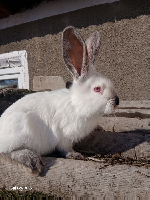 Pui uriaș de Transilvania