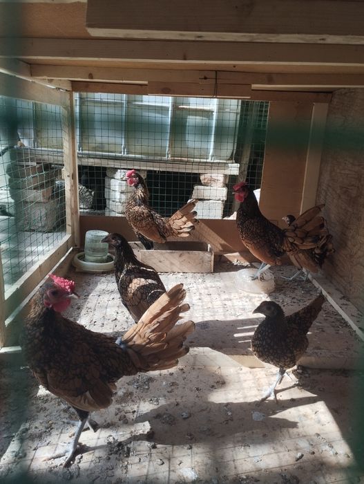 Золотой сибрайтла пари 35000 минг