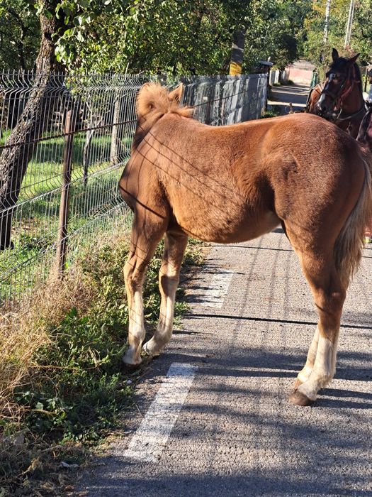 Manza de 5 luni  provine din cai grei in ultima poza se poate vedea tatăl  ,,Campionu  Cimbru''