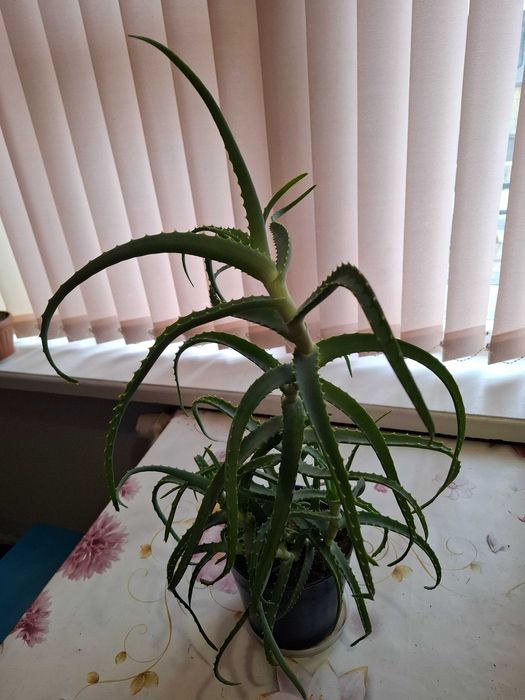 Алоэ.          .