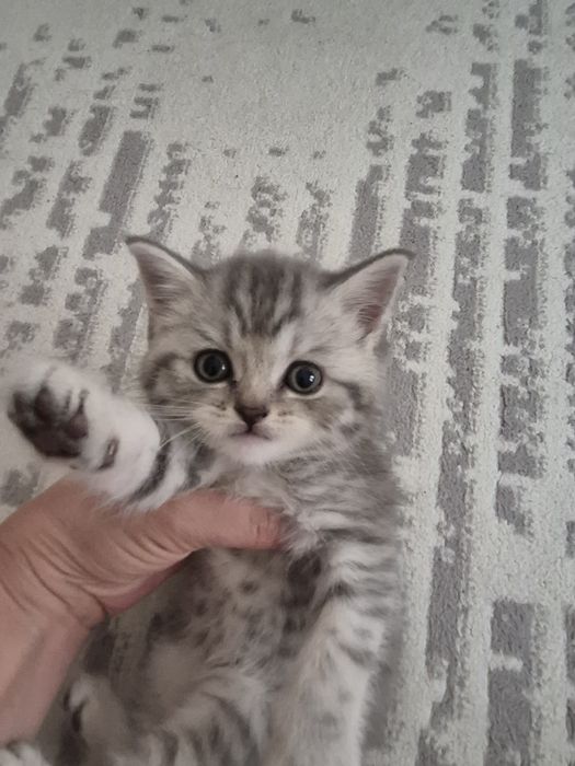 Котёнок, британецы