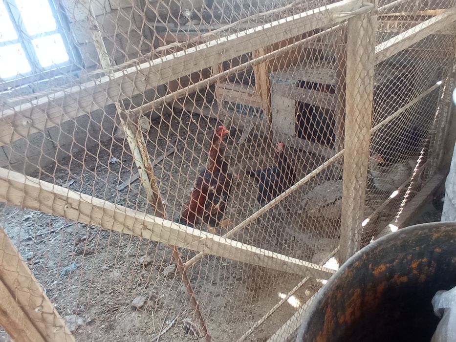 Дакан хоруз ва товуклар сотилади