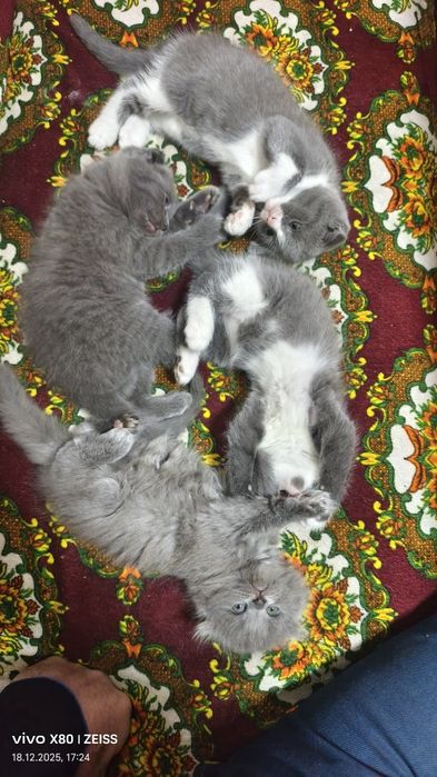 Продаётся котята 1,5 месяца