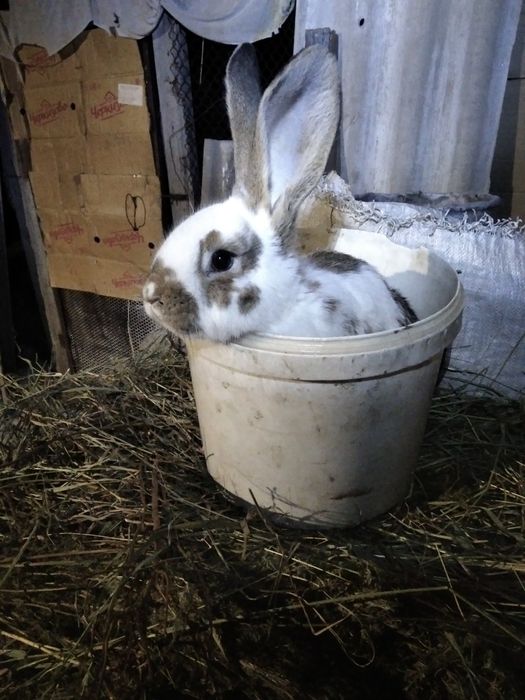 Продам кроликов.
