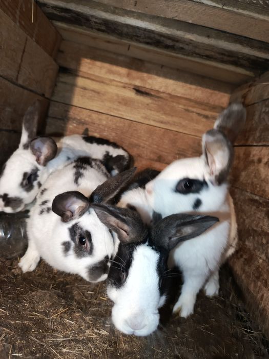 Продам кроликов 4