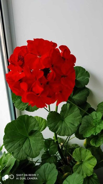 зональная герань