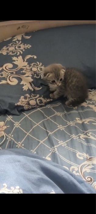 Scottish Fold