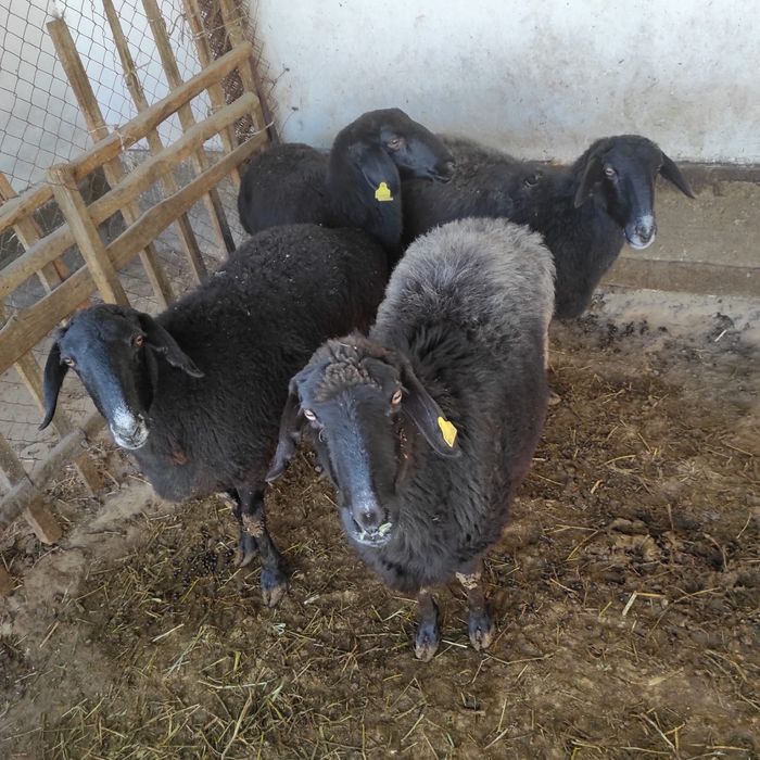 Семіз саулықтар сатылады