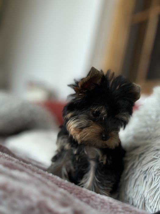 Femela Yorkshire Terrier Deosebita 3 luni