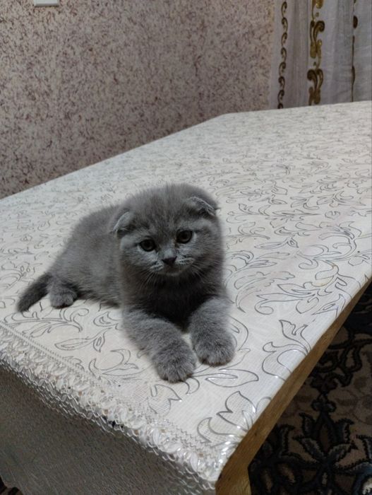 Скоттиш фолт қиз