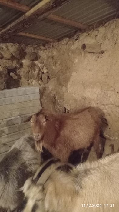 Коныр еркек теке