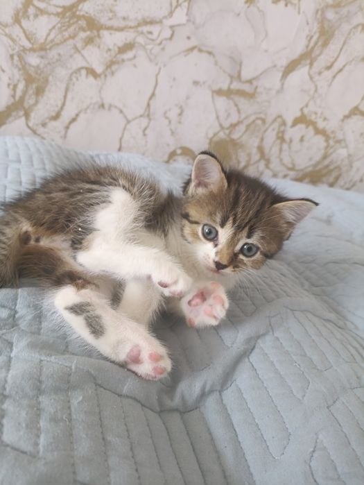 Срочно ищу хорошие руки котятам