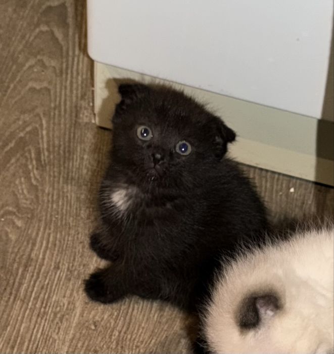 Отдам котят в добрые руки