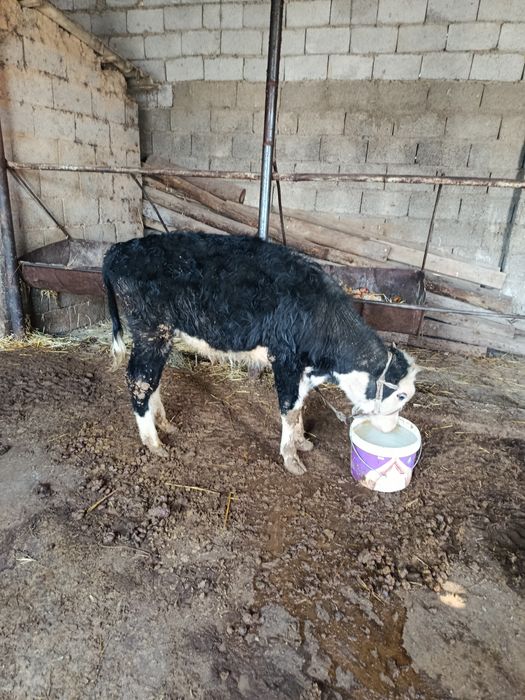 Еркек бузау сатылады