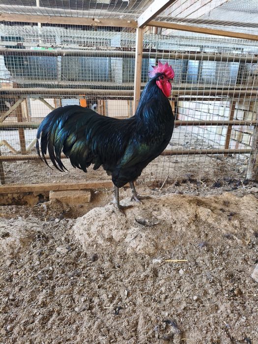 Astralop tuxum jojasiga zakaz olamiz