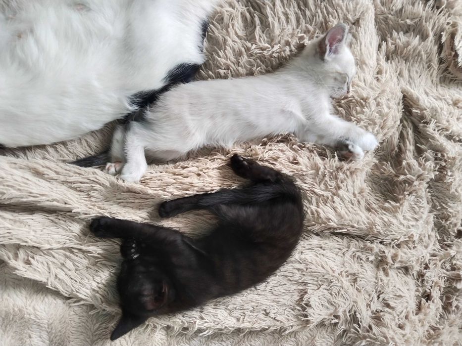 Котята бесплатно
