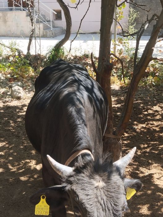 Buqalar sotiladi