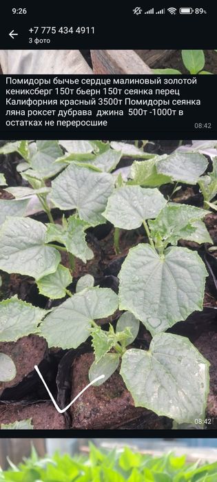 Продам рассаду овощи  картофель семеной