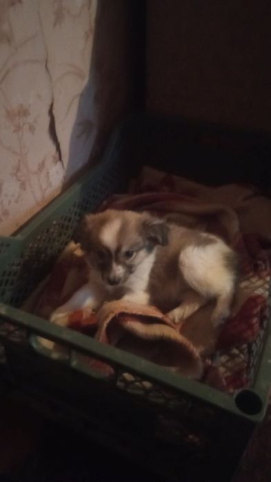 Отдам даром в хорошие руки.