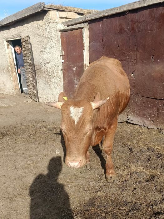 Продам бычка двух годовалый.