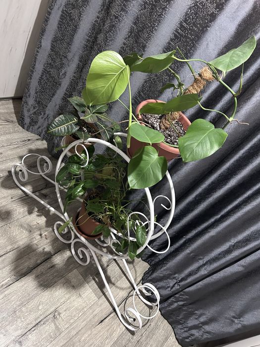 Комнатные цветы с подставкой продам