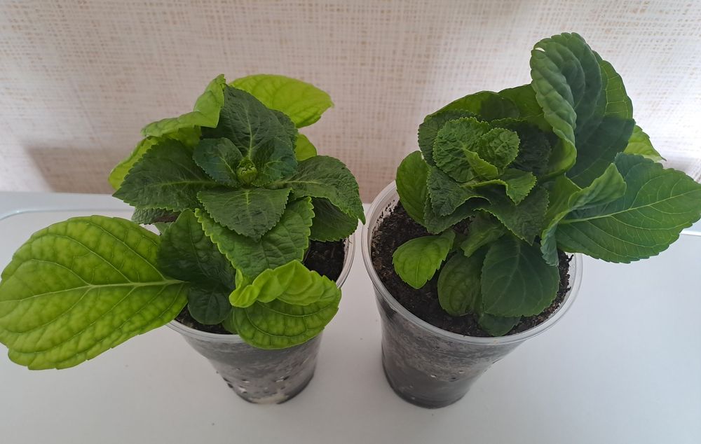 Продам комнатное цветы  ухоженные,