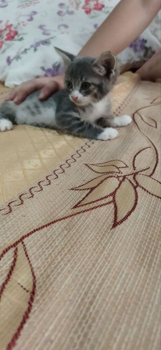 Красивый котенок