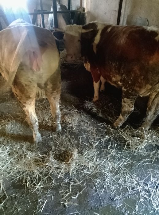 Bovine de vânzare