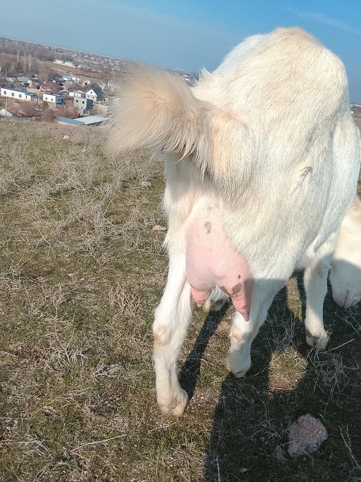 Козы перво котки