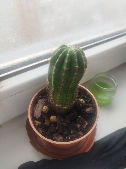 Заберу ростения.