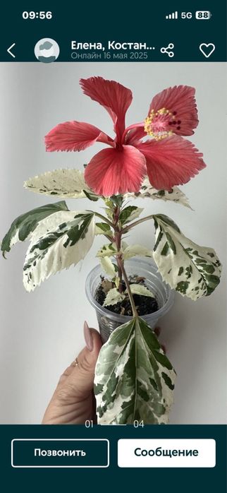 Излишки Гибискуса