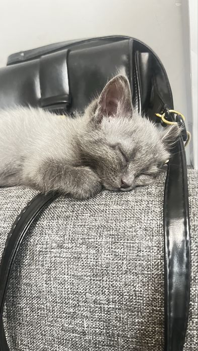 Отдам котенка в добрые руки