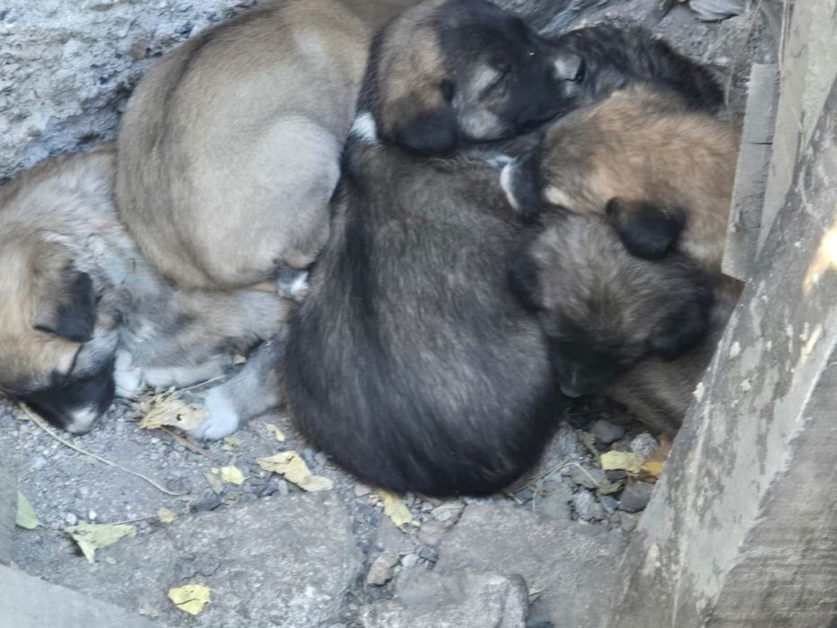 Щенки бесплатно для охраны двора
