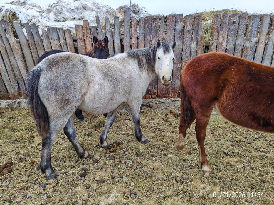 Продам лошадей до 15 голов