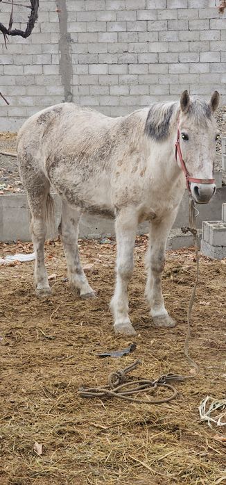 Semiz baytal sotiladi 5 oydan beri yemga turipti