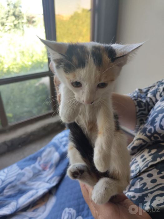 Котята 4 месяца бесплатно