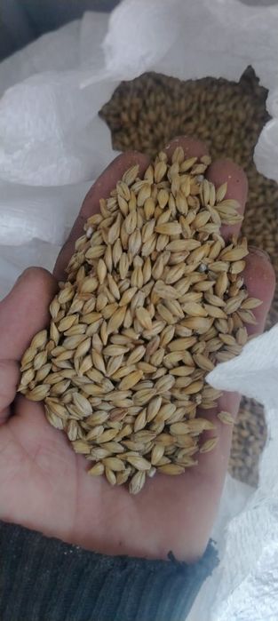 Продам зерноотходы 4500тг /мешок