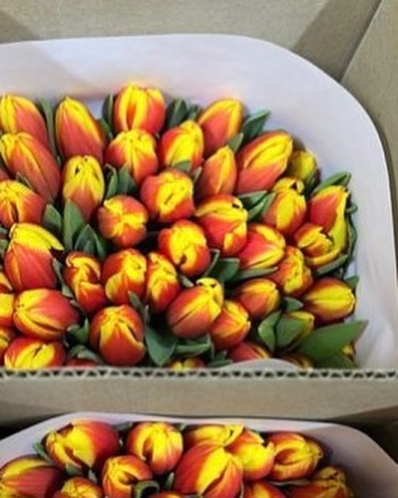 Тюльпаны оптом на 8 марта