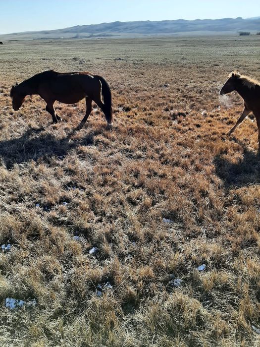 Продам кобылу жирбёнок