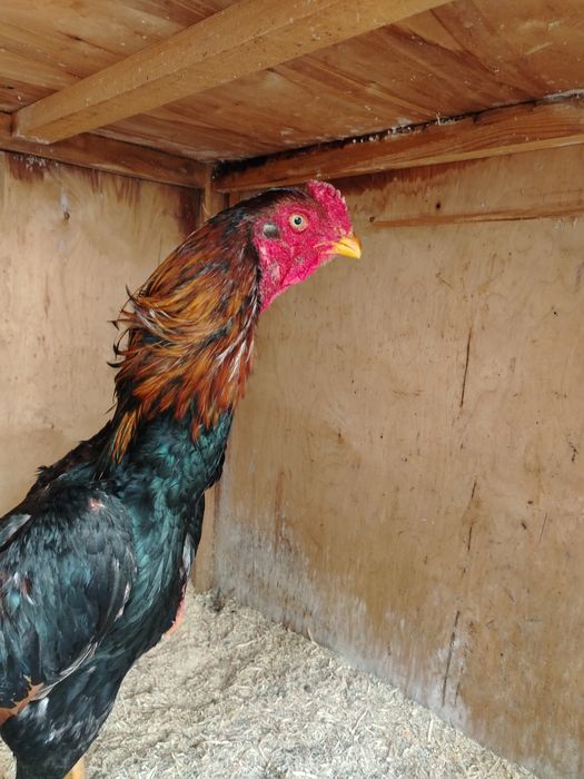 Кареа жужа хуроз сотилади