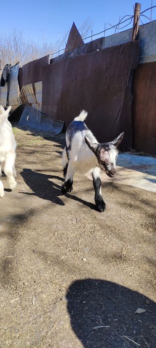 Альпийские козлята