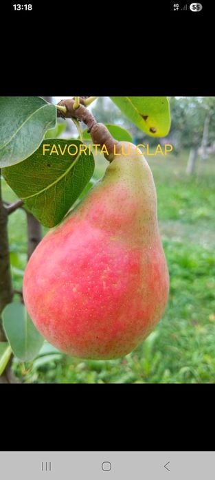 Pomi fructiferi  aclimatizați