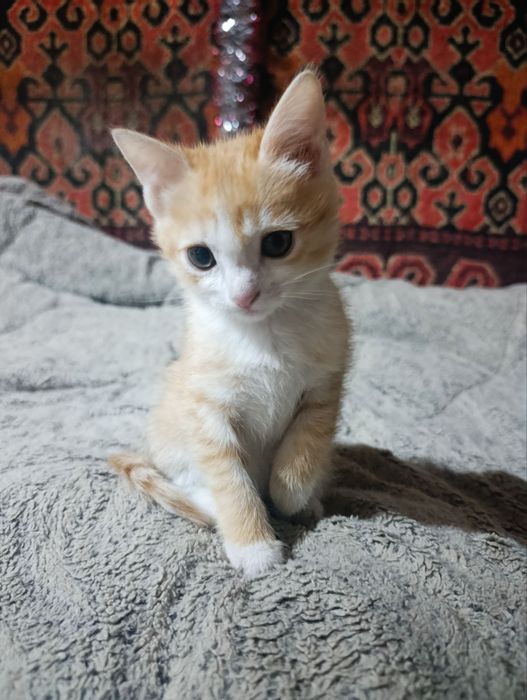 Отдаются котята, две девочки и один мальчик